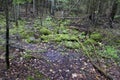 Flooded area of boreal forest on overcast day Royalty Free Stock Photo