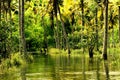 FLOODED BACKWATERS Royalty Free Stock Photo