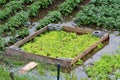 Flooded backyard urban garden with planted Green onions or Spring onions growing between densely planted lettuce surrounded with