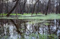 The flooded city park in the spring. Flooded trees in the park. Lutsk. Ukraine Royalty Free Stock Photo