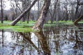 The flooded city park in the spring. Flooded trees in the park. Lutsk. Ukraine Royalty Free Stock Photo