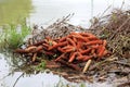 Flooded compost pile filled with cut tree branches and bare corn cobs surrounded with muddy flood water