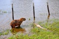 Flooded farm with capibara and cayman, Pantanal, Mato Grosso (Brazil)