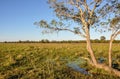 Flooded farm, Mato Grosso do Sul (Brazil) Royalty Free Stock Photo