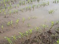 Flooded field