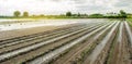 Flooded field as a result of a natural disaster. Heavy rainfall and flooding. Damage to agriculture. Lost harvest. Farmland and Royalty Free Stock Photo