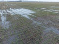 Flooded field of winter wheat. Sprouting grain sprouts in the field of agriculture.