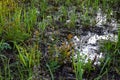 Flooded fields after heavy rains. Close-up of fresh, wet, green grass in deep puddle. Royalty Free Stock Photo