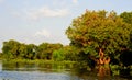 Flooded forest Royalty Free Stock Photo