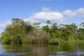 Flooded forest, Amazonas state, Brazil Royalty Free Stock Photo