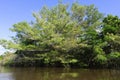 Flooded forest, Amazonas state, Brazil Royalty Free Stock Photo