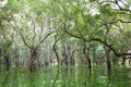 Flooded forest Royalty Free Stock Photo