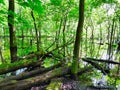 Flooded Forest Floor: A low area of woods is flooded after a summer storm with fallen trees Royalty Free Stock Photo