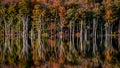 Flooded forest in Long Pond Ironworks State Park, NJ Royalty Free Stock Photo