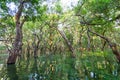 Flooded forest Royalty Free Stock Photo