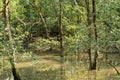 Flooded Forest Mangrove Swamp Royalty Free Stock Photo