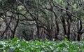 Flooded forest of mangrove trees