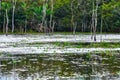 Flooded forest, Pantanal, Mato Grosso (Brazil) Royalty Free Stock Photo
