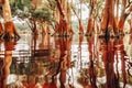 Flooded forest, red trees, reflecting water, tranquil scene Royalty Free Stock Photo