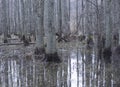 Flooded forest with reflection of tree trunks in water