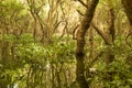 Flooded forest, Tonle Sap Lake, Cambodia Royalty Free Stock Photo