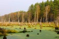 The flooded forest Royalty Free Stock Photo