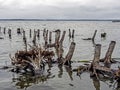 Flooded forests of the old stumps sticking out of the water, the lake Uvildy Royalty Free Stock Photo