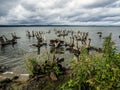 Flooded forests of the old stumps sticking out of the water, the lake Uvildy Royalty Free Stock Photo