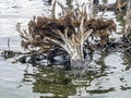 Flooded forests of the old stumps sticking out of the water, the lake Uvildy Royalty Free Stock Photo