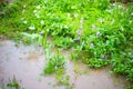 Flooded garden with flowers. It is raining, dripping through the puddles. Bad weather in summer, mesocyclone Royalty Free Stock Photo