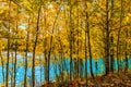 The flooded gold aspen grove.