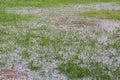 flooded grass,flood in the spring, the river overflowed on the lawn, the swamp on the grass Royalty Free Stock Photo
