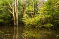 Flooded jungle at amazon river Royalty Free Stock Photo