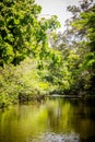 Flooded jungle at amazon river Royalty Free Stock Photo