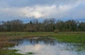 flooded meadow with bare trees reflecting in the water in the Flemish countryside Royalty Free Stock Photo