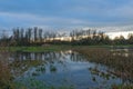 flooded meadow with bare trees reflecting in the water in the Flemish countryside Royalty Free Stock Photo