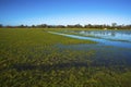 Flooded meadow linking Houghton and Hemingford Abbots Royalty Free Stock Photo