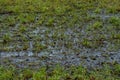 Flooded meadow Royalty Free Stock Photo