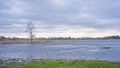 Flooded meadow with reed and bare trees on a cloudy day in the Flemish countryside Royalty Free Stock Photo