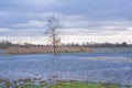 Flooded meadow with reed and bare trees on a cloudy day in the Flemish countryside Royalty Free Stock Photo