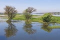 Flooded meadows with trees on the river Nile Royalty Free Stock Photo