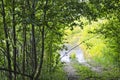 Flooded old forest road. Summer landscape Royalty Free Stock Photo