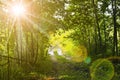 Flooded old forest road. The sun shines through the foliage. Summer landscape Royalty Free Stock Photo