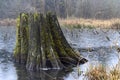 Flooded old tree stump