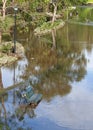 Flooded park Royalty Free Stock Photo
