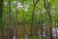 Flooded park