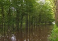 Flooded park