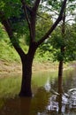 Flooded parkland in Sydney, New South Wales Royalty Free Stock Photo