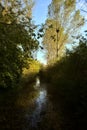 Flooded path in a swamp at morning in autumn