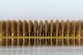 Flooded rice field, Lomellina (Italy)